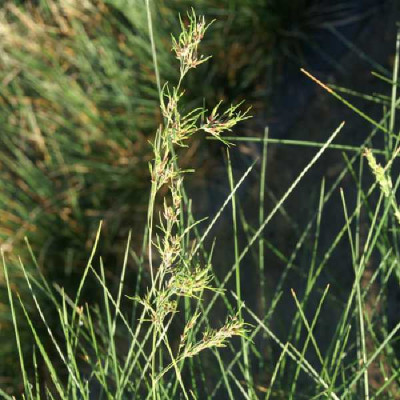 POA  Labillardieri