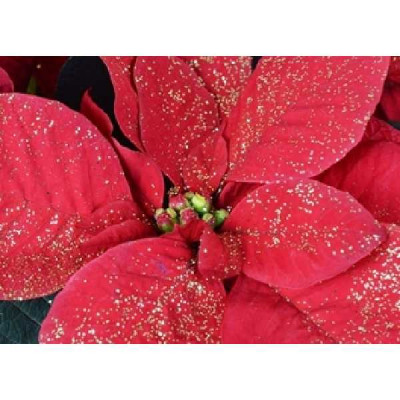 POINSETTIA  Paillette