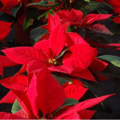 POINSETTIA