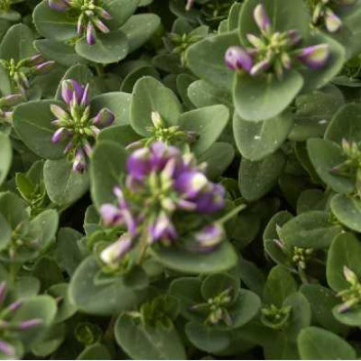 POLYGALA compact