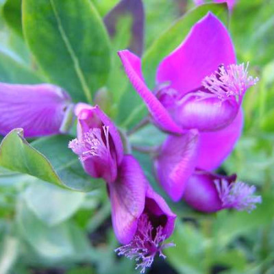 POLYGALA myrtifolia