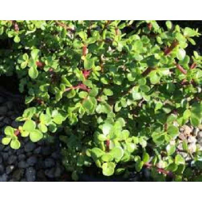 PORTULACARIA africa