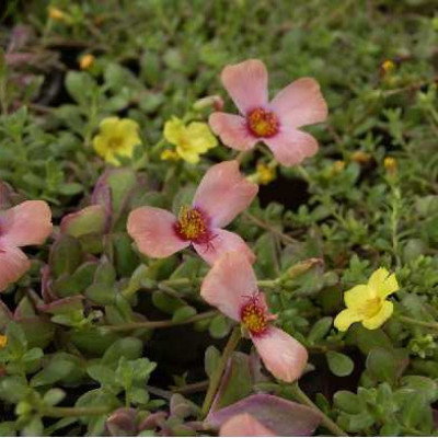 PORTULACA  Triomio mix
