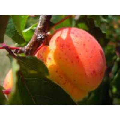 PRUNUS armeniaca Polonais