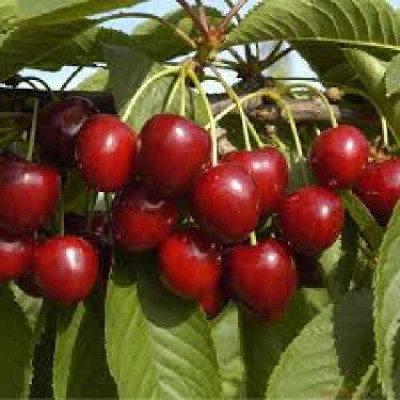 PRUNUS cerasus Bigarreau van