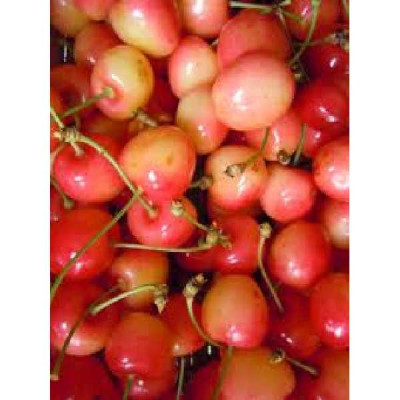 PRUNUS cerasus Napoleon