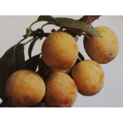 PRUNUS domestica Mirabelle de nancy