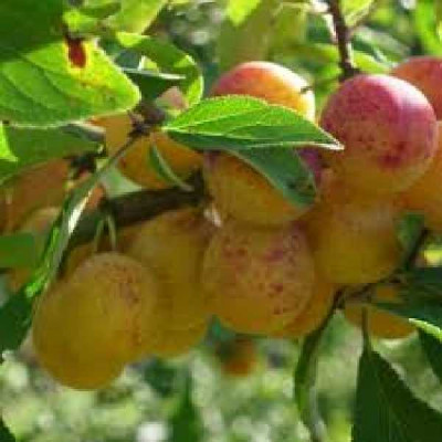 PRUNUS domestica St catherine