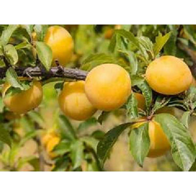 PRUNUS domestica Goldust