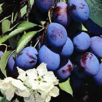 PRUNUS domestica Questche d'alsace