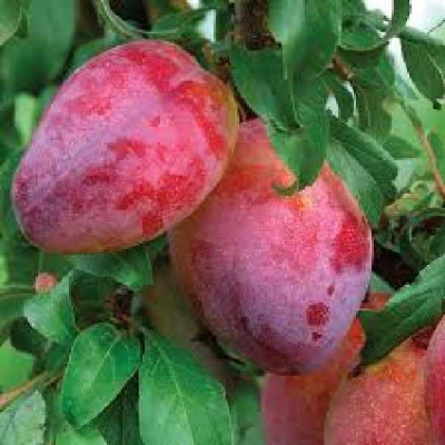 PRUNUS domestica Queen victoria