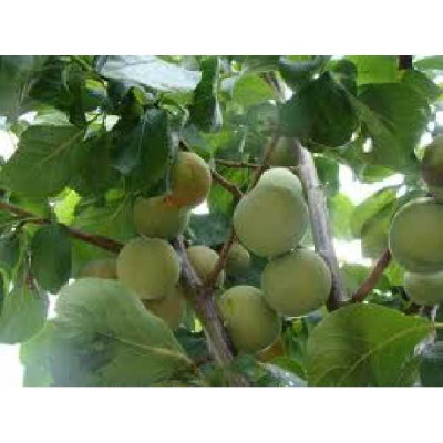 PRUNUS domestica Reine claude de bavay