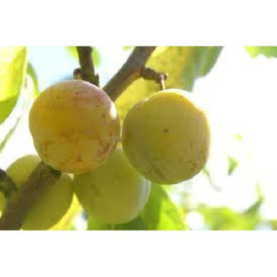 PRUNUS domestica Reine claude doree