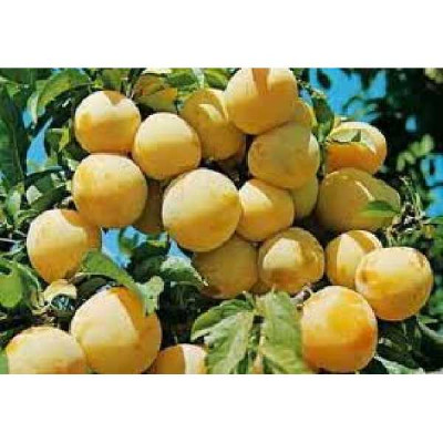 PRUNUS domestica Reine claude d'oullins