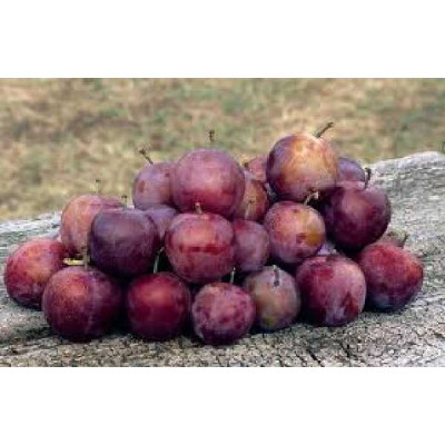 PRUNUS domestica Reine claude violette