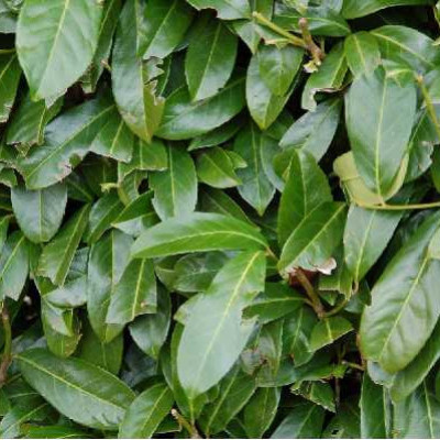 PRUNUS laurocerasus Caucasica