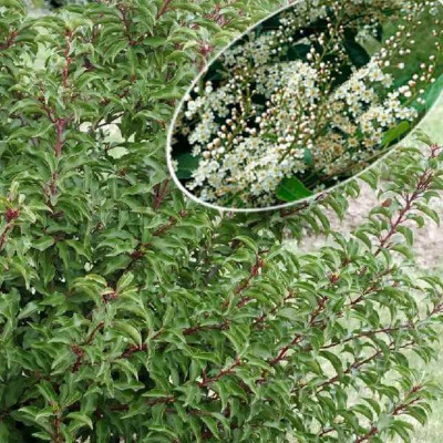 PRUNUS lusitanica Brenelia
