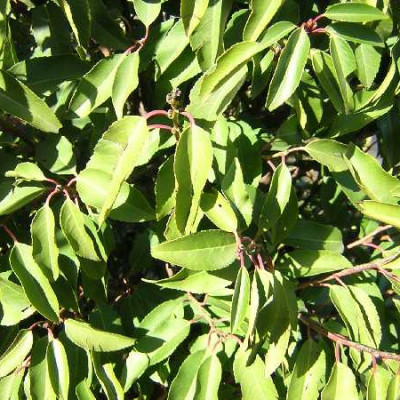 PRUNUS lusitanica