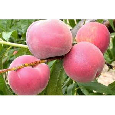 PRUNUS persica Dixired