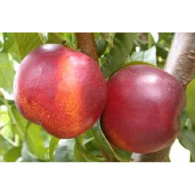 PRUNUS persica Fantasia