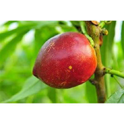 PRUNUS persica Morton