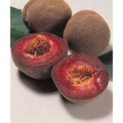 PRUNUS persica De vigne