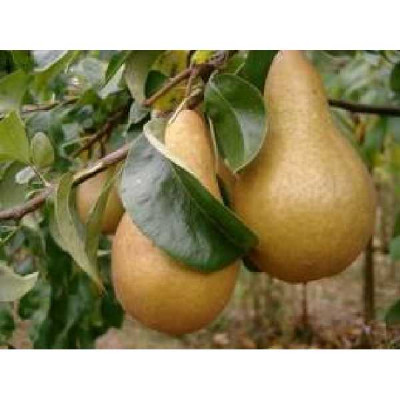 PYRUS communis Beurre hardy