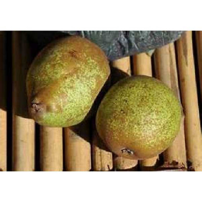 PYRUS communis Comtesse de paris