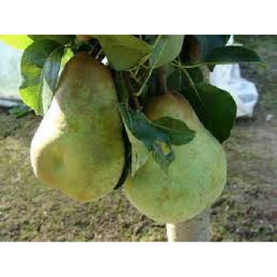 PYRUS communis William