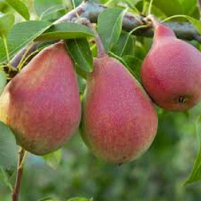 PYRUS communis William rouge