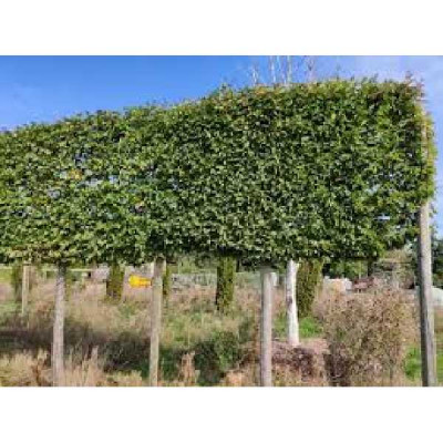QUERCUS ilex  rideau