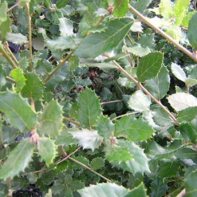 QUERCUS ilex