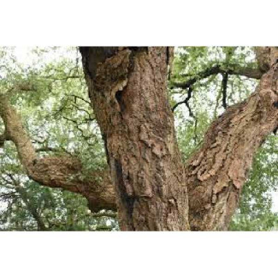 QUERCUS suber