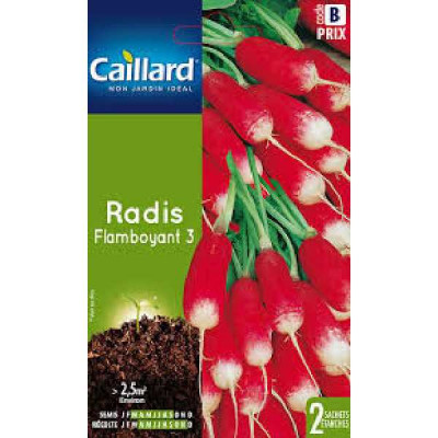 RADIS FLAMBOYANT 3  B CAILLARD