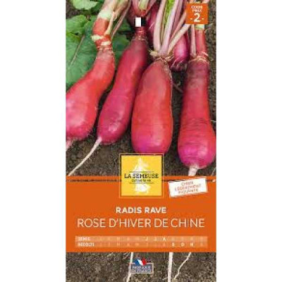 RADIS RAVE ROSE D HIVER DE CHINE  Code prix 2 La Semeuse