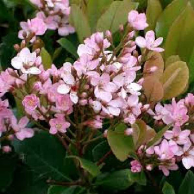 RHAPHIOLEPIS delacourii Enchantress