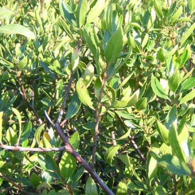 RHAMUS alaternus