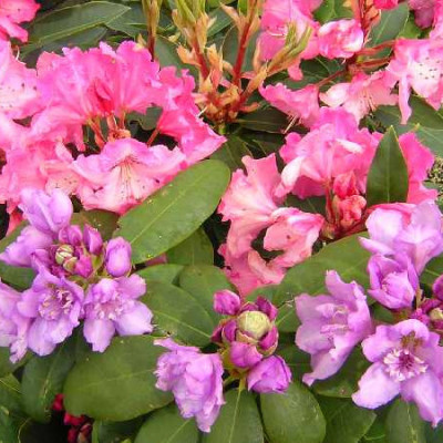RHODODENDRON hybride