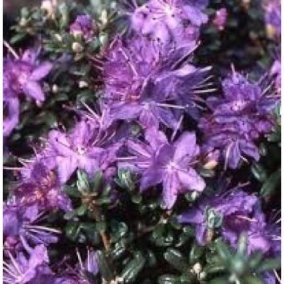 RHODODENDRON impeditum