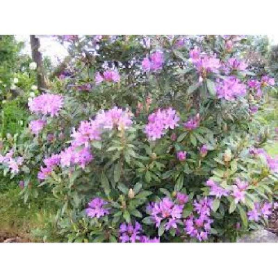 RHODODENDRON ponticum