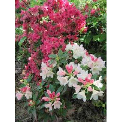 RHODODENDRON yakushimanum