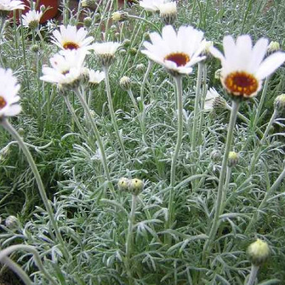 RHODANTEMUM hosmariense African eyes