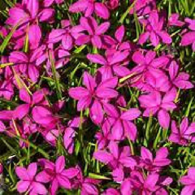 RHODOHYPOXIS milloides Paula