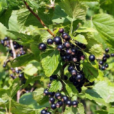 RIBES nigrum Blackdown