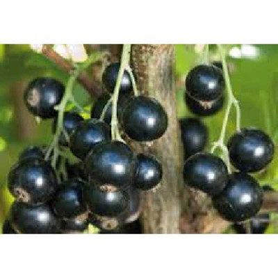 RIBES nigrum Noir de bourgogne