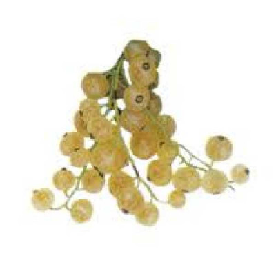 RIBES rubrum Blanka