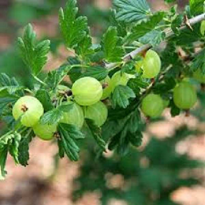 RIBES uva-crispa Hinnonmaki  vert