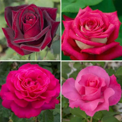 ROSA meilland Grosses fleurs