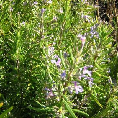 ROSMARINUS officinalis