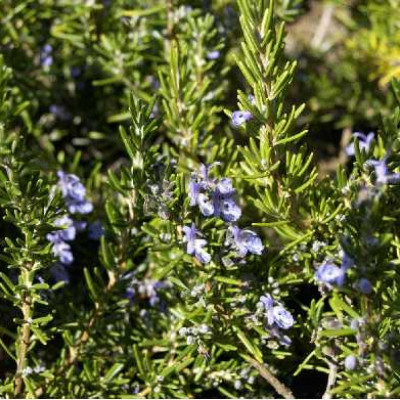 ROSMARINUS officinalis Corsican blue